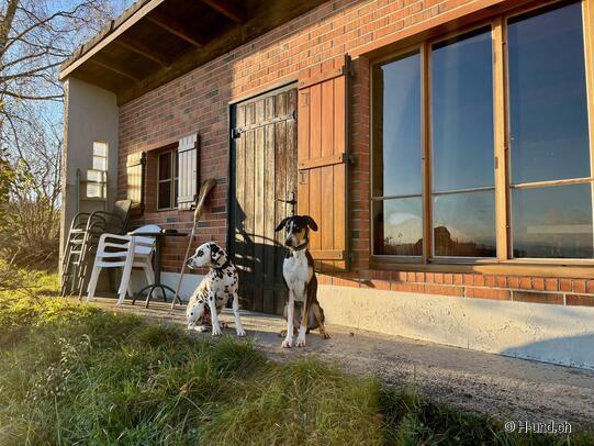 H-und.ch:Experience Switzerland with your dog