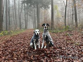 H-und.ch: Experience Switzerland with your dog