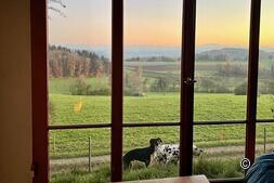 Short trip with dog at Nomady