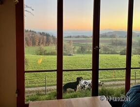 H-und.ch: Experience Switzerland with your dog