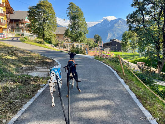 H-und.ch:Experience Switzerland with your dog
