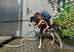 H-und.ch:Experience Switzerland with your dog