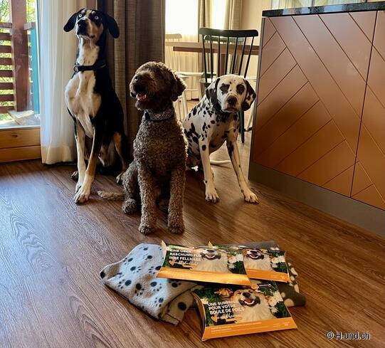 Welcome surprise in the Reka vacation apartment Hasliberg from Vitakraft.