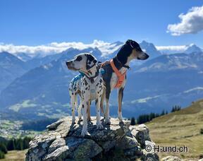 H-und.ch: Experience Switzerland with your dog