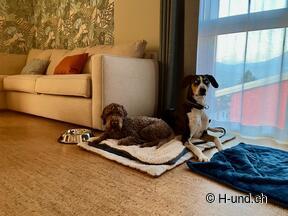 H-und.ch:Die Schweiz mit Hund erleben