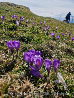 H-und.ch Krokuss Hund Schweiz