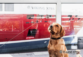 Hund auf Fähre