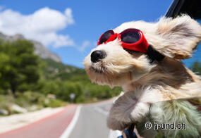 Urlaub mit Hund