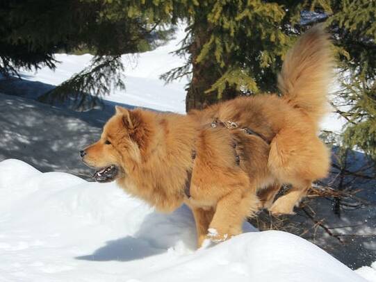 12. Malouk, Flumserberg SG