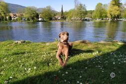 Dog parking: Parking spaces for dogs