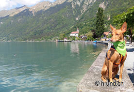 Brenes sur le lac de Brienz.