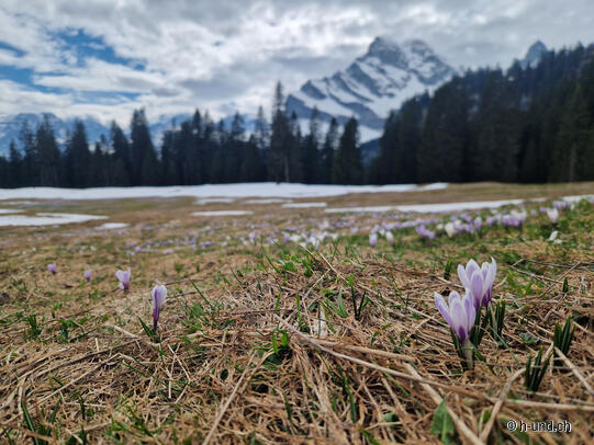 Tour du crocus de Braunwald