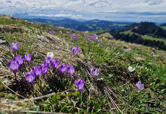 Tapis de crocus sur Rämisgummen